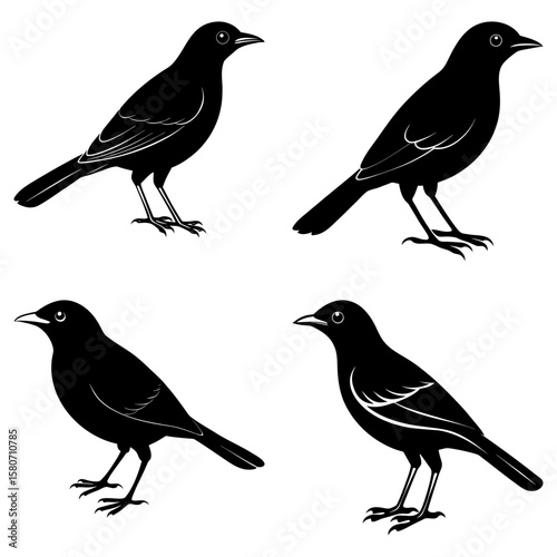 Four stylized black bird silhouettes standing in various poses on a white isolated background view