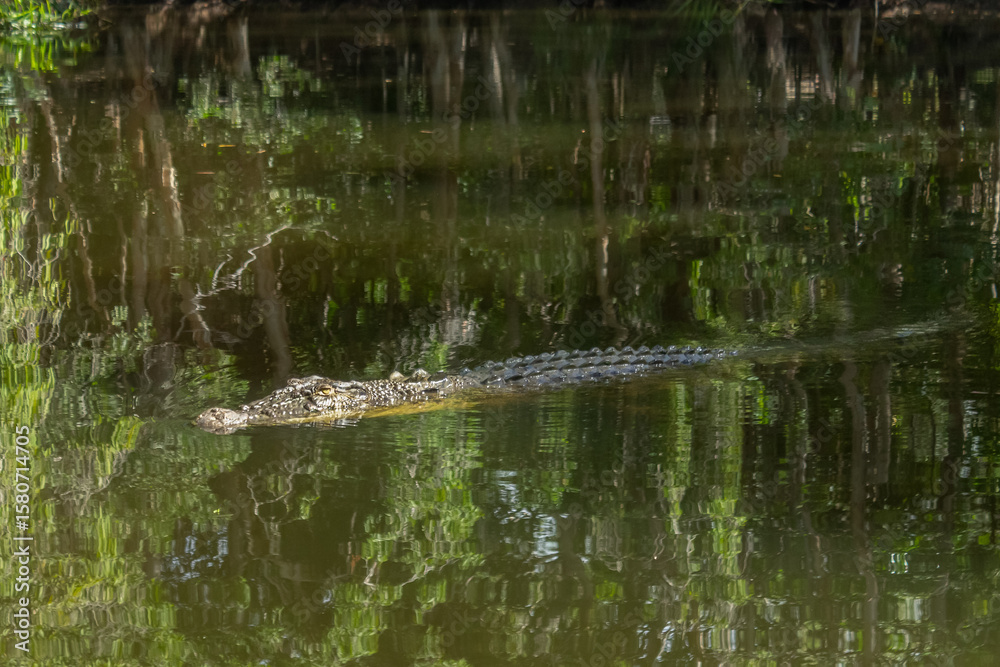 Fototapeta premium Saltwater and Freshwater Crocodiles (Crocodylus porosus) in the Wild – Powerful Apex Predators of Australia’s Daintree Rainforest
