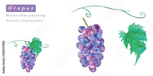 美味しそうなブドウのベクター素材水彩イラスト	