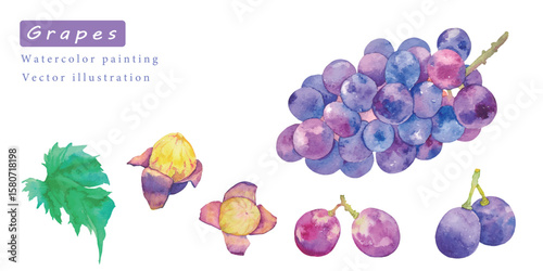 美味しそうなブドウのベクター素材水彩イラスト	