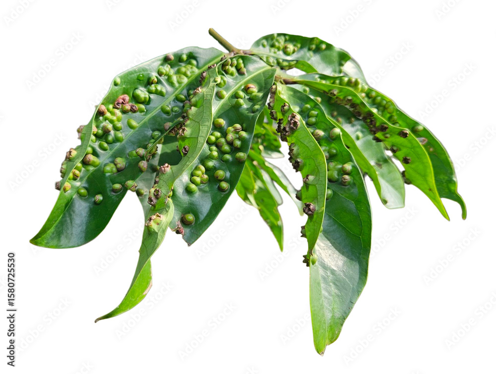Obraz premium Green leaf infected with gall disease, showing textured bumps. Suitable for plant pathology visuals and agricultural disease references. Isolated on white background, transparent PNG