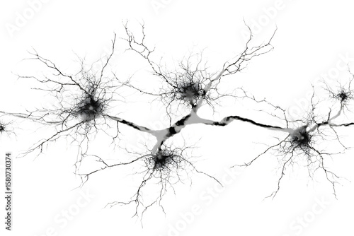 Microscopic view of interconnected neurons.