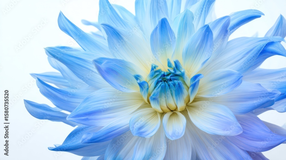 Obraz premium Soft-focus shot of a vibrant blue dahlia, radiating floral serenity in daylight