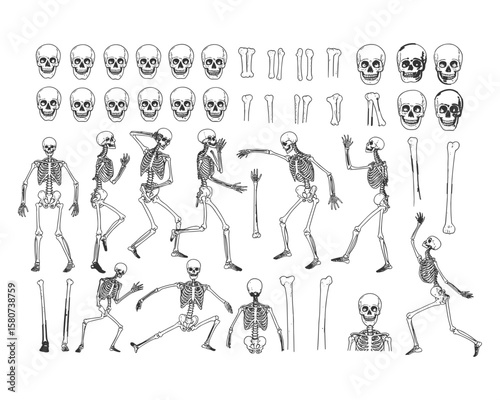 Detailed Skeleton Illustrations Featuring Full-Body Poses, Individual Bones, Skull Designs, and Anatomical Parts, Ideal for Educational Materials, Anatomy References, Medical Illustrations, Halloween 