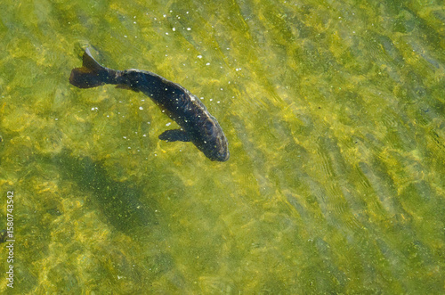 koi fishin the water