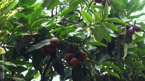 Velvet Apple or Butter Fruit (Diospyros Blancoi) hanging on a tree in the tropical fruits garden. With a cloudy sky background.