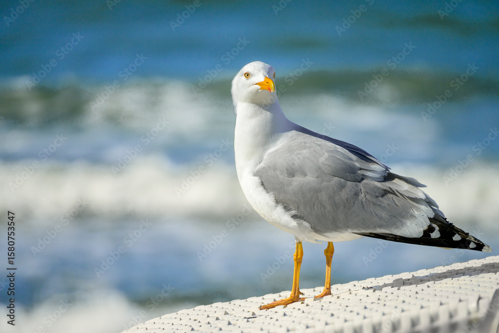 Obraz premium Wildtiere