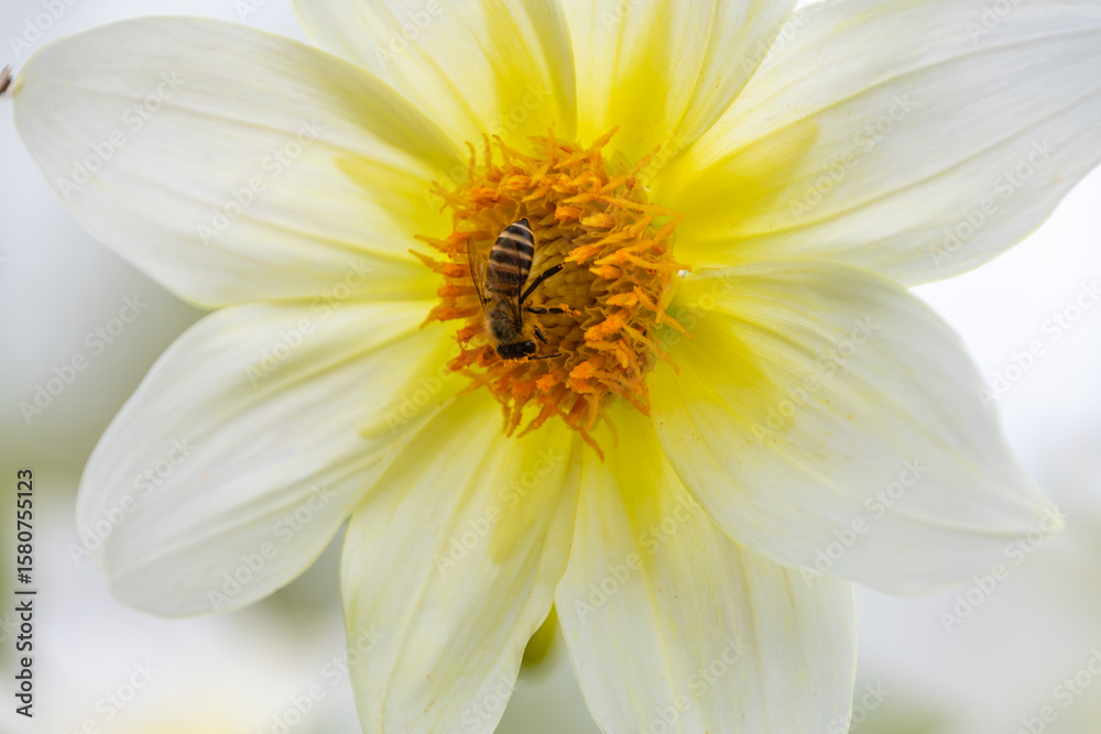 Obraz premium 白いダリアの花と蜜を集める蜂のマクロ写真