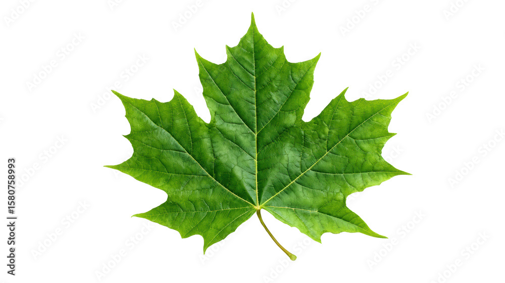 A vibrant green maple leaf isolated on a white background, showcasing its detailed texture and natural beauty. A vibrant green maple leaf isolated on a white background, showcasing its detailed texture and natural beauty.
