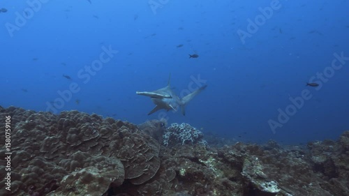 Hammerhai kommt aus dem Blauen und schwimmt auf die Kamera zu und dann vorbei, Galapagos Inseln, Ecuador