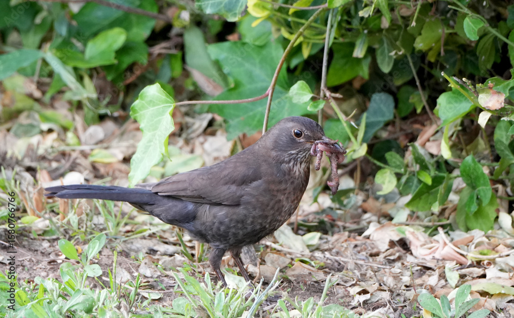 Obraz premium a common female blackbird, Turdus merula, holds a juicy worm in its beak