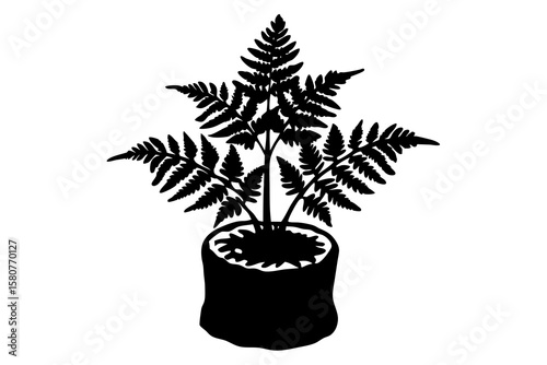 Fern Growing on Old Tree Stump – Nature Plant Isolated