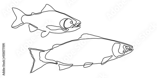 Fish salmon line icon art continuous vector tuna drawing trout seafood. Salmon fish line simple one hand outline illustration water type food hook linear sea fin pond day sketch silhouette logo ocean.