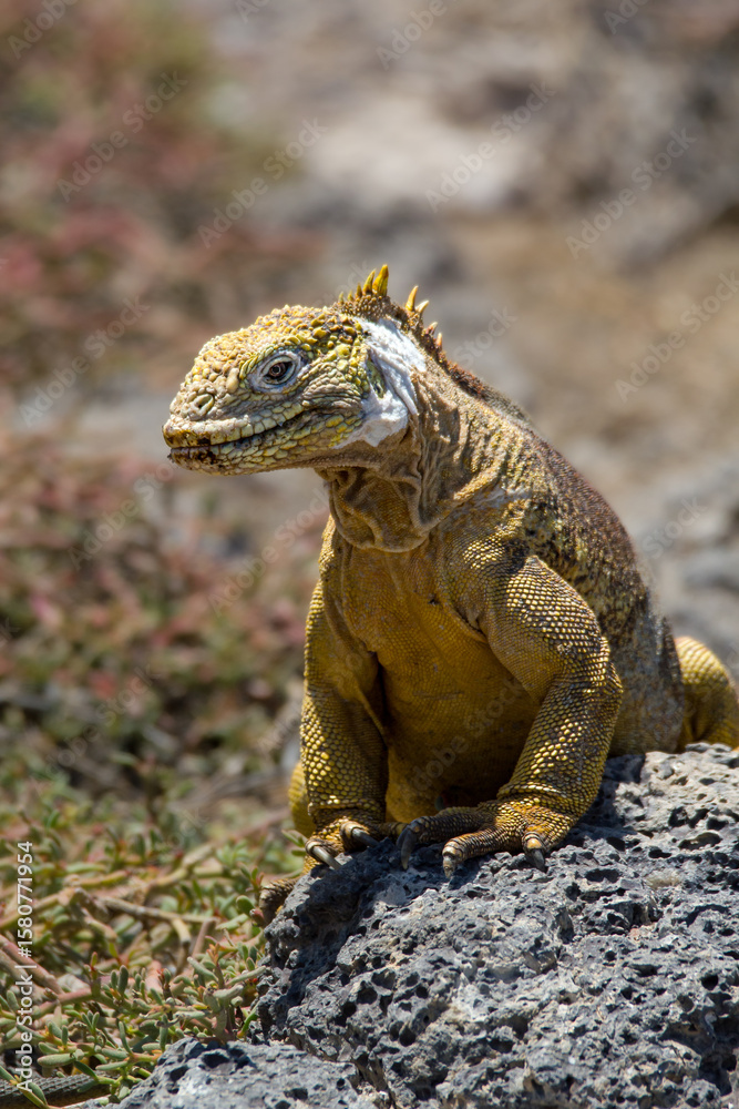 Fototapeta premium Majestätischer Leguan auf Galapagos