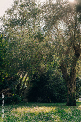 Beautiful old olive trees in a old park near St. Stefan, Montenegro.