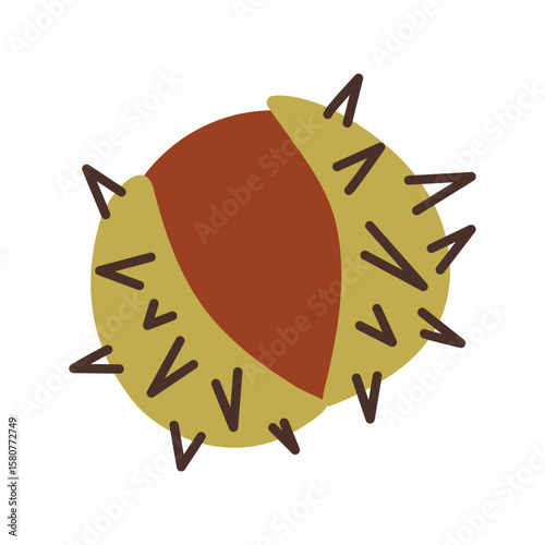 Open chestnut with prickly shell. Vector illustration.
