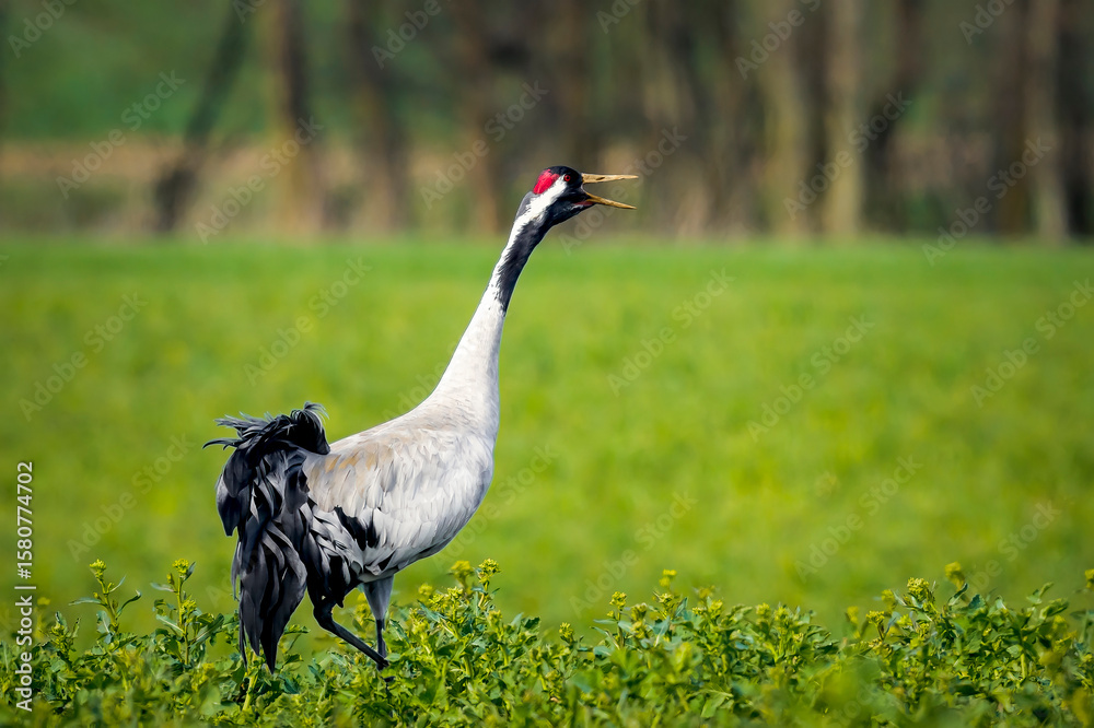 Obraz premium Wildtiere