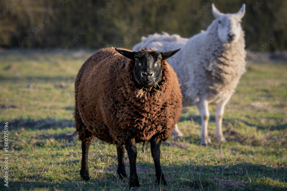 Obraz premium Wildtiere