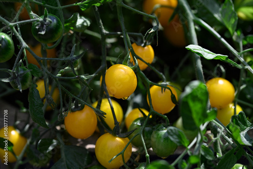 Cuadro en lienzo Tumbling Tom Yellow Tomato Trusses, ripening in July, 2025.