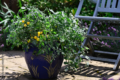 Canvas Print Tumbling Tom Yellow Tomato Plant, in a large container pot.