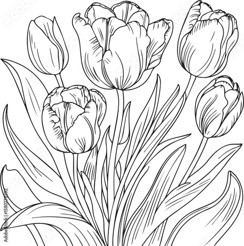 Elegant Tulip Line Art Detailed Floral Illustration for Botanical Designs and Coloring Pages