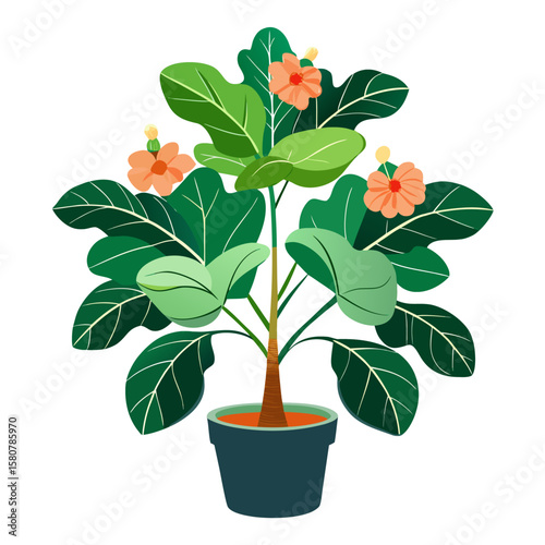 Elegant fiddle leaf fig plant with delicate blooming flowers on a clean white background