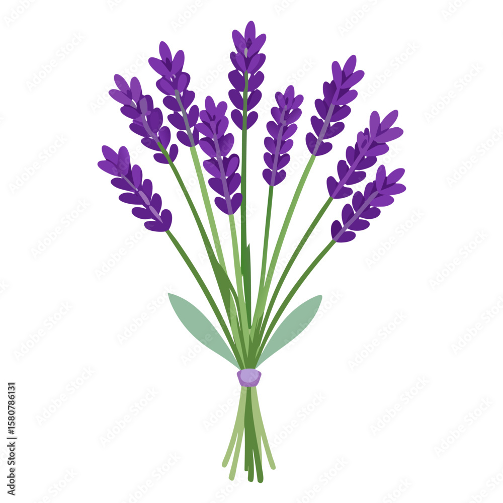 Fototapeta premium Delicate bouquet of long stemmed lavender flowers on a clean white background