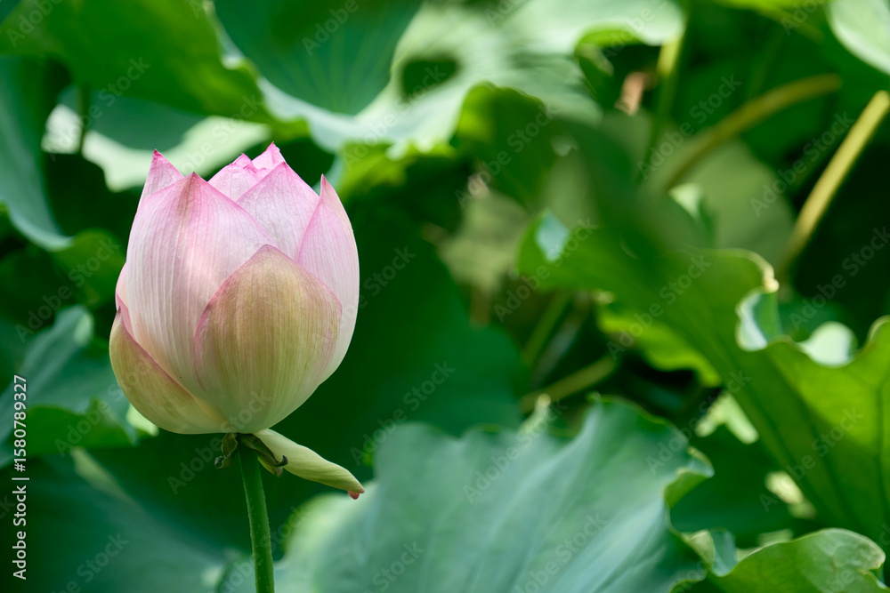 夏の朝の静寂を彩るハスの花 夏の朝の静寂を彩るハスの花