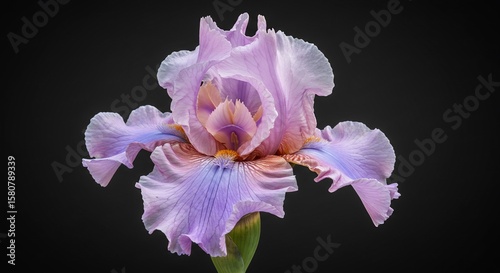 Captivating purple iris on dark background