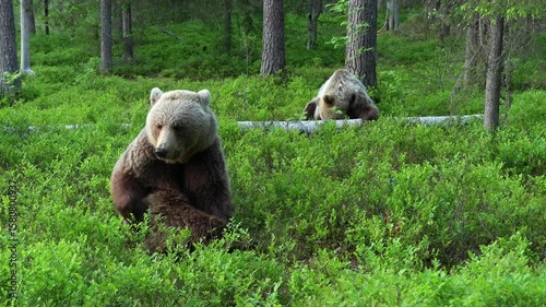 eurasian brown bear itch forest ursus arctos natural world finland