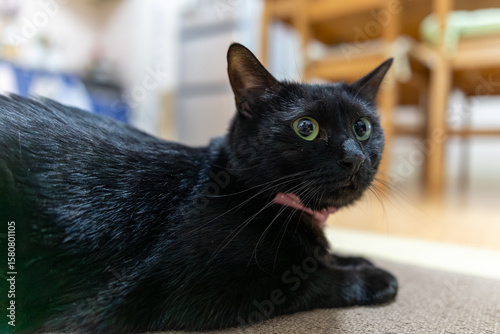 黒猫