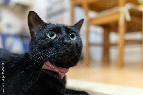 黒猫