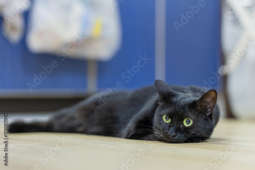 黒猫