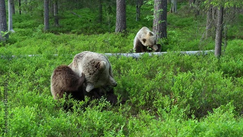 eurasian brown bear itch forest ursus arctos natural world finland