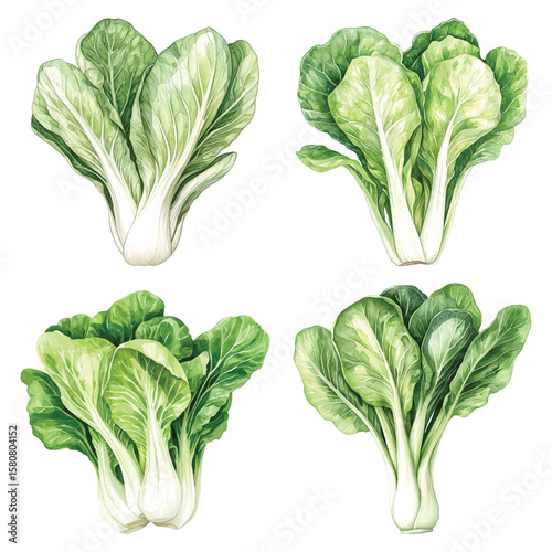 Watercolor botanical illustration set of Gai Choy mustard greens