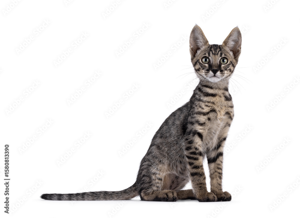 Fototapeta premium Cute black tabby spotted Savannah cat kitten, sitting up side ways. Looking straight to camera. Isolated on a white background.