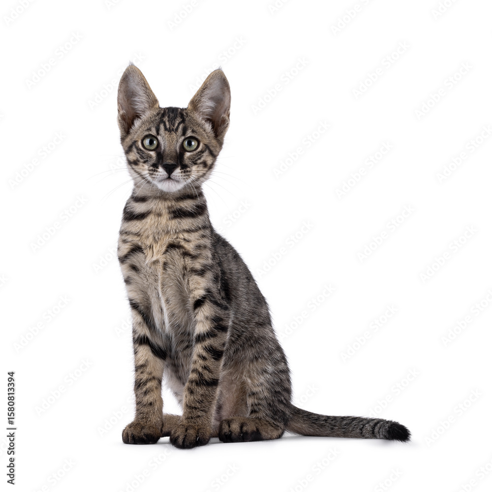Fototapeta premium Cute black tabby spotted Savannah cat kitten, sitting up side ways. Looking straight to camera. Isolated on a white background.