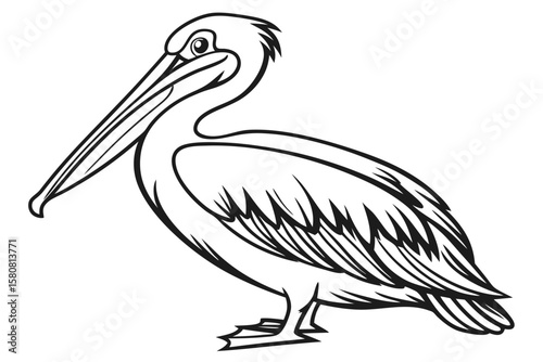 coloring page line art the pelican black vector
