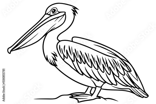 coloring page line art the pelican black vector