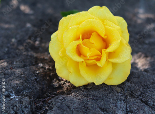 single yellow rose