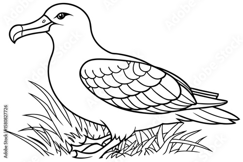 coloring page line art the albatross black vector