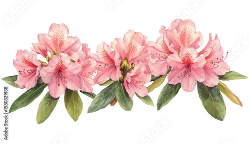 Pink Rhododendron Flowers Blossom