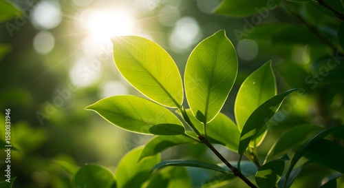 Fresh Green Leaves in Sunlight with Natural Bokeh Background