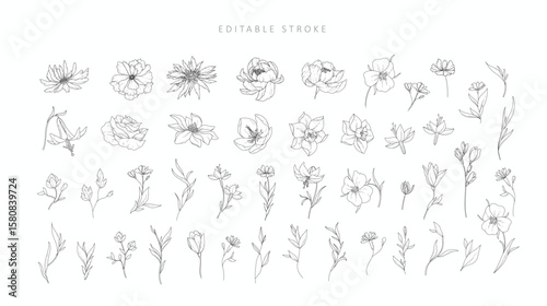 Set of detailed various flowers and branch with editable stroke. Hand drawn vector illustration, botanical elements for invitation, save the date