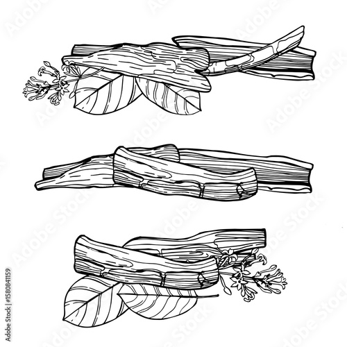 Hand-drawn Quinine bark tree (Cinchona officinalis). Vector sketch  illustration.