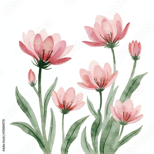 Blooming Lotus Blossoms: The delicate allure of pink lotus flowers in a graceful botanical illustration, evoking the tranquility and purity of nature's artistry.