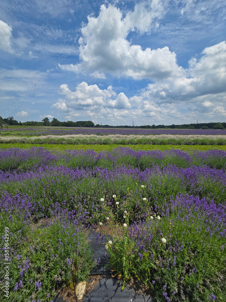 Fototapeta premium Blooming Lavender Field Under Summer Sky