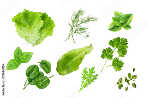 Realistic kitchen herbs. 3d spice herb, green salad leaf lettuce mint parsley basil spinach dill thyme coriander farm vegetable cooking ingredients set, exact vector illustration