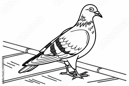 coloring page line art the pigeon black vector