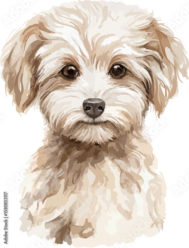 Vector portrait of head maltese maltipoo poodle dog character isolated on white background. Hand drawn illustration sketch